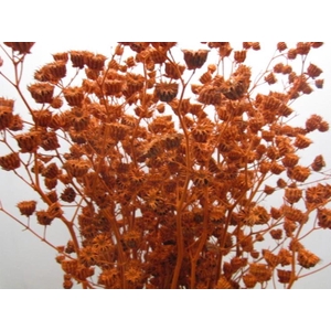 Abutilon G Zwart L120