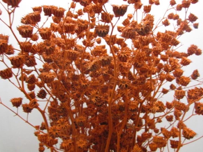 <h4>Abutilon G Zwart L120</h4>