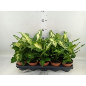 Dieffenbachia  'Compacta'