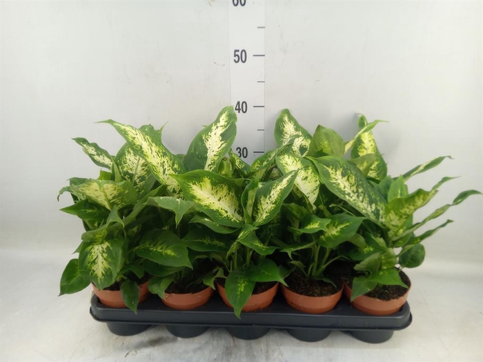 <h4>Dieffenbachia  'Compacta'</h4>