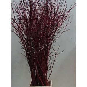 Cornus Alba Sibirica Vertakt