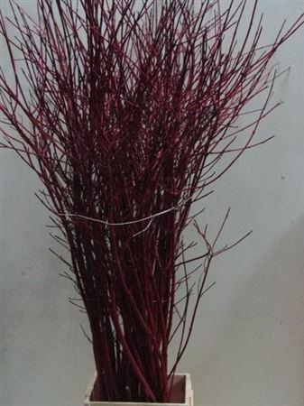 <h4>Cornus Alba Sibirica Vertakt</h4>