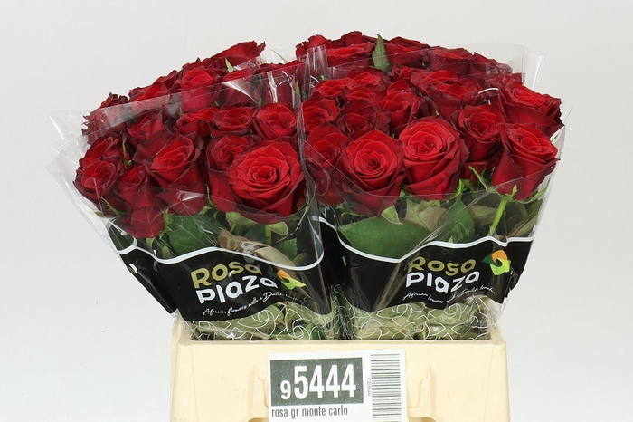 Rosa Gr Monte Carlo