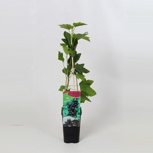 <h4>Ribes nigrum Titania</h4>
