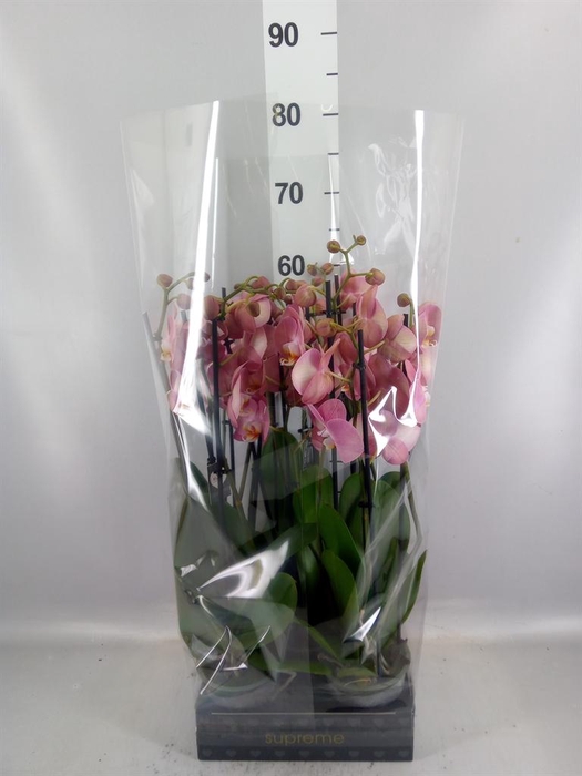 <h4>Phalaenopsis   ...</h4>
