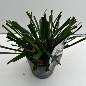Liriope Moneymaker
