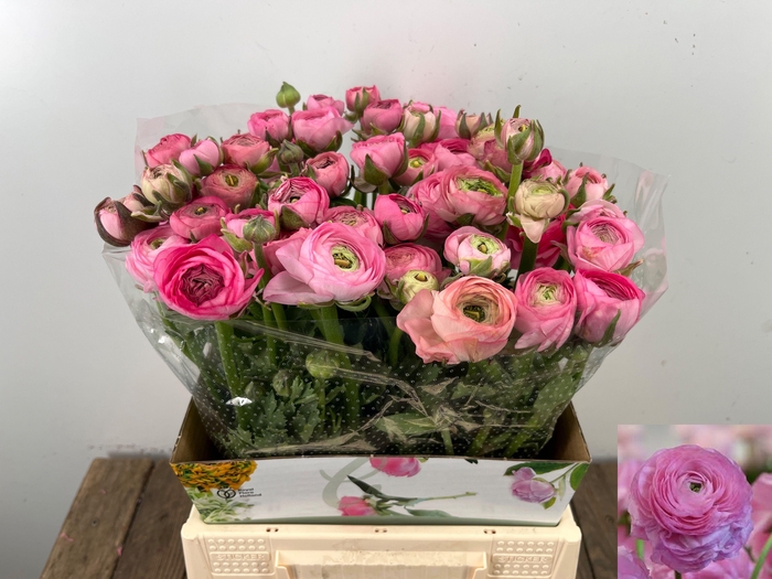 <h4>RAN EL PINK</h4>