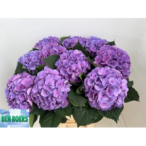 HYDR M BEAU CALYP PA