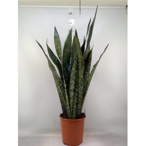 Sansevieria trifa.   ...