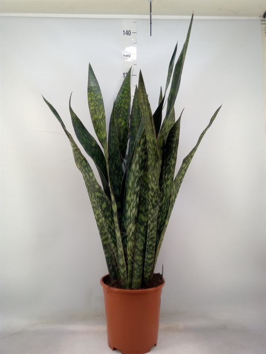 <h4>Sansevieria trifa.   ...</h4>