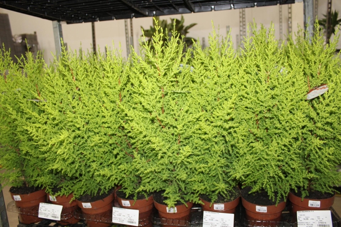 <h4>TUIA HOLANDESA P14</h4>