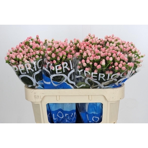 Hypericum Coco Casino