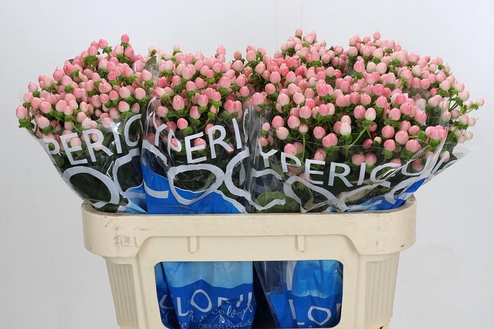 <h4>Hypericum Coco Casino</h4>