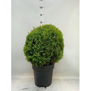 Buxus semp.   ...
