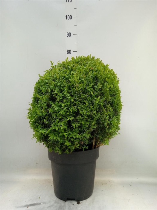 <h4>Buxus semp.   ...</h4>