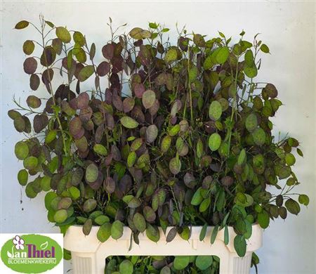 <h4>Lunaria Ann Paarse P</h4>
