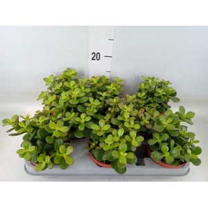 Crassula ovata 'Minor'