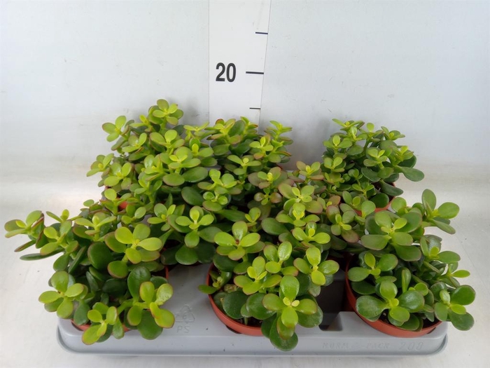 <h4>Crassula ovata 'Minor'</h4>