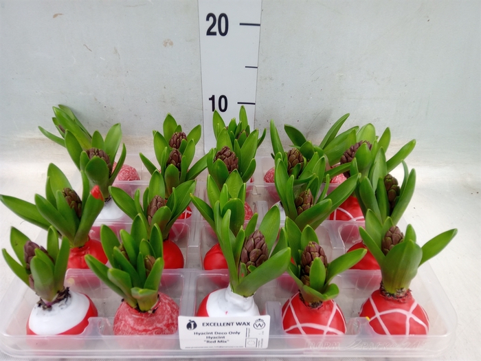 <h4>Hyacinthus orie.   ...waxed L%</h4>