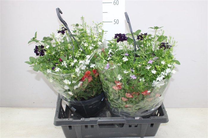 <h4>Hanging Baskets Mix In Hangpot</h4>