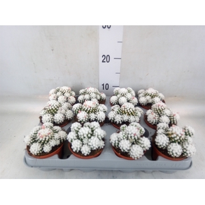 Mammillaria gracilis