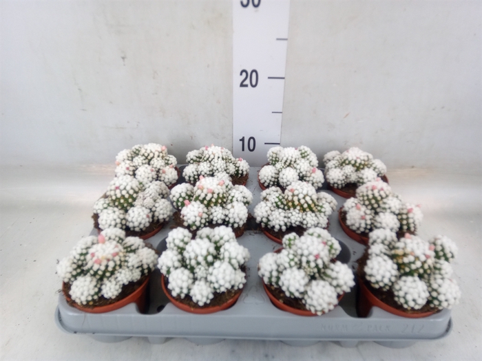 <h4>Mammillaria gracilis</h4>