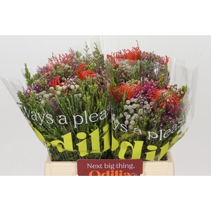 BQ Nutans 2 Flower