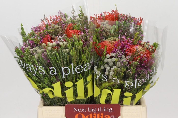 <h4>BQ Nutans 2 Flower</h4>
