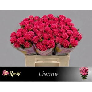 R TR LIANNE