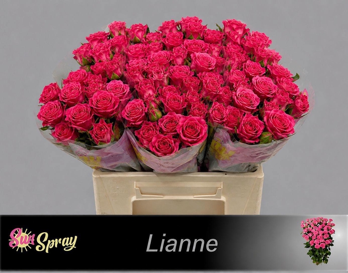<h4>R TR LIANNE</h4>