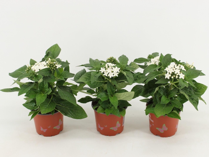 <h4>Pentas Graffiti White</h4>