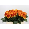 Dahlia American Sunset