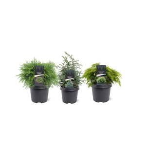 Chamaecyparis mix laagblijvend