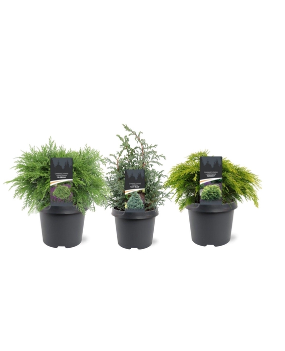 <h4>Chamaecyparis mix laagblijvend</h4>