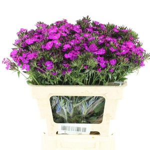 DI BARB AM NEON PURP