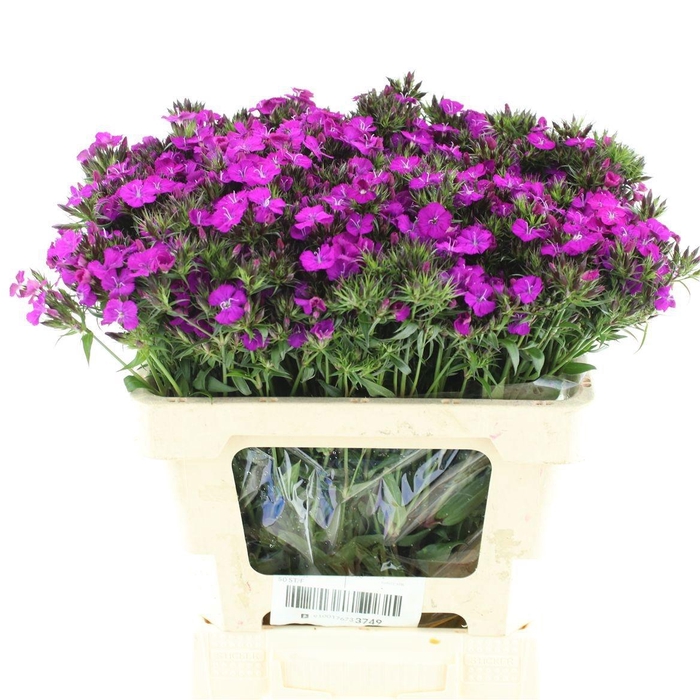 <h4>DI BARB AM NEON PURP</h4>