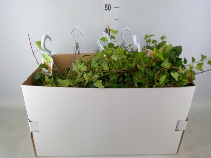 <h4>Hedera helix 'Anna'</h4>