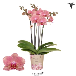 Kolibri Orchids Phalaenopsis Jewel Pirate Picotee 4 spike