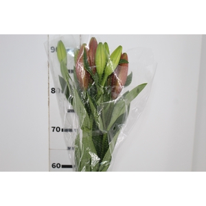 LIRIO LA POKERFACE 090 CM HT 2/3 FLS VERMELHO