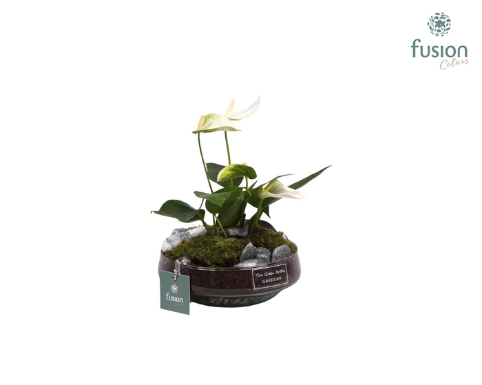 <h4>Green Bottle Iris Small met anthurium wit</h4>