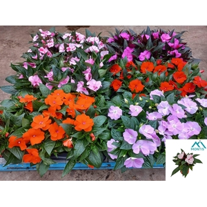 IMPAT MIXK