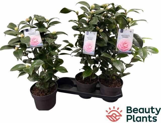 <h4>CAME J MISS LYLA</h4>