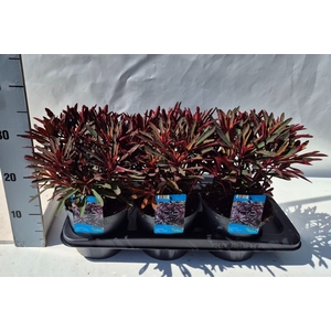 Euphorbia  'Miners Merlot'