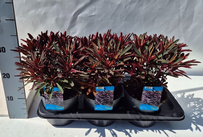 <h4>Euphorbia  'Miners Merlot'</h4>