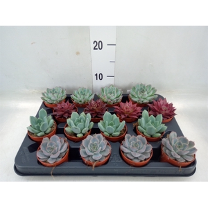 Echeveria   ...mix