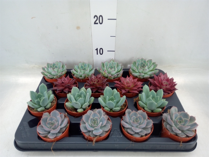 <h4>Echeveria   ...mix</h4>