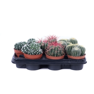 Cactus bollen mix 10,5 cm