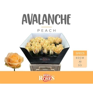 R GR AVALANCHE PEACH