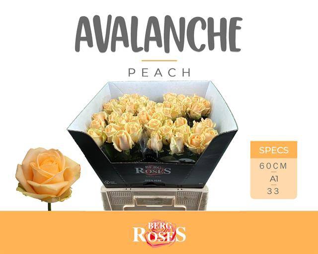 <h4>R GR AVALANCHE PEACH</h4>