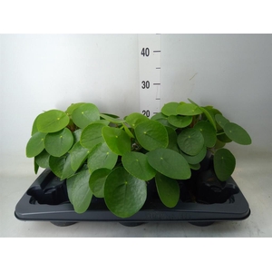 Peperomia obt. 'Green Gold'